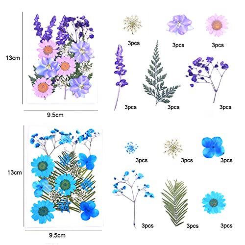 CXDC Fiori Secchi, 91 Pezzi di Fiori Secchi