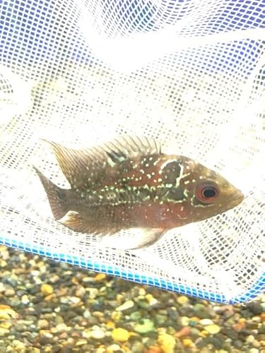 フラワーホーン “花羅漢” ④ ※死着補償有り(地域限定)