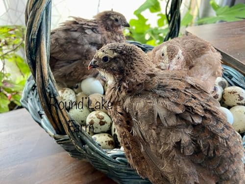 Free Range Coturnix Quail Fertile Hatching Egg Set - 36 Eggs - Shipped in Foam - Variety of Colors!