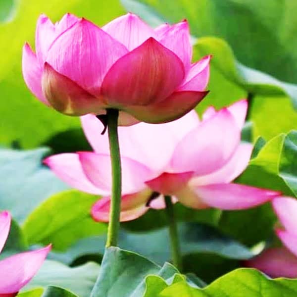 Indian lotus pink seeds for planting, 100% germination (16 seeds) (B0CBTZ3G5H) Amazon Price History, Amazon Price Tracker