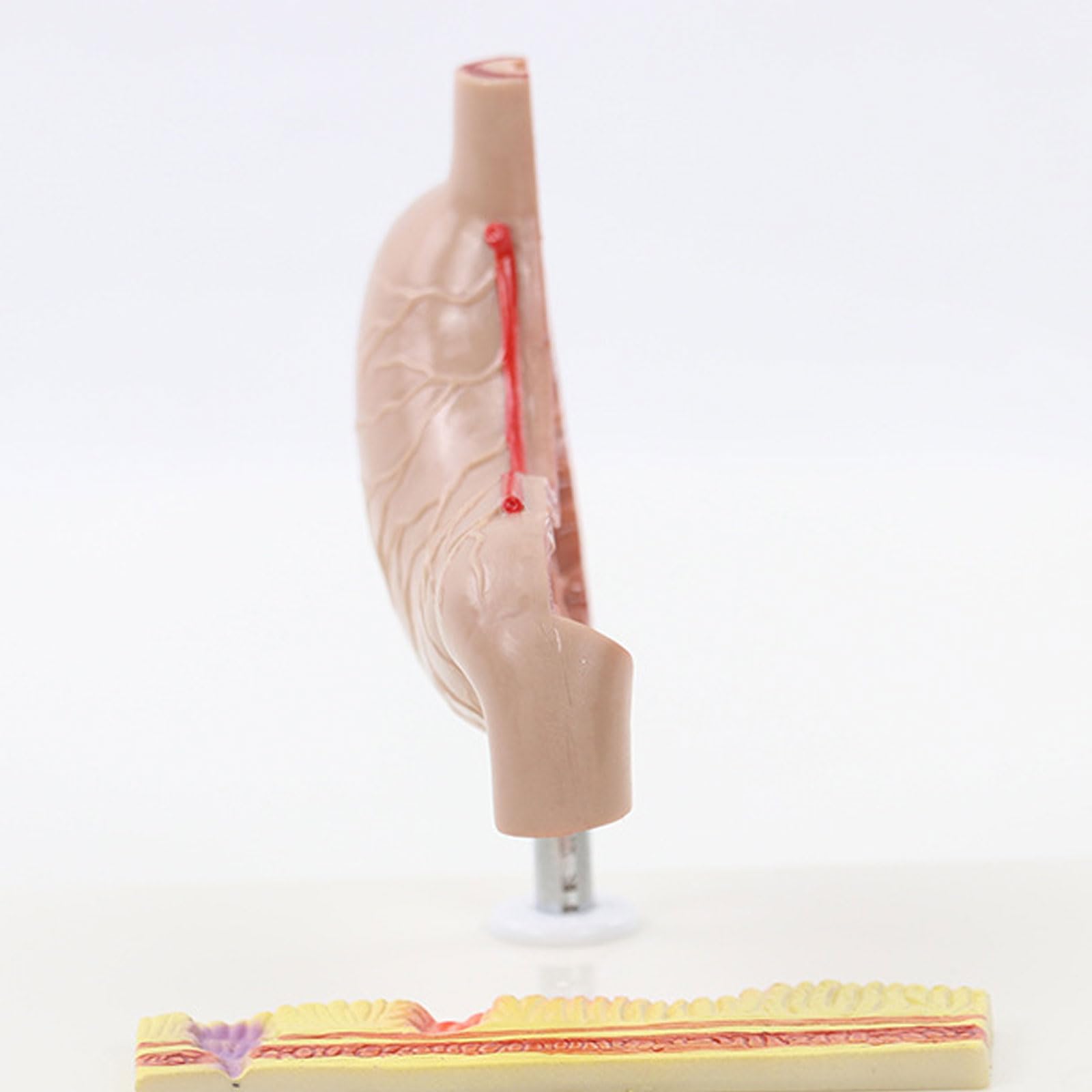 Modelo anatomía estómago tamaño Natural - Modelo anatómico órganos Humanos - Modelo estómago anatómico patológico médico - Modelo Esqueleto para Estudio, exhibición y enseñanza