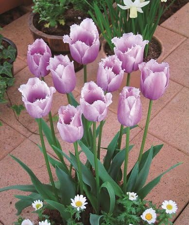 Amazon 秋植え球根 国産 新潟のチューリップブルーヘロン5球パック 球根