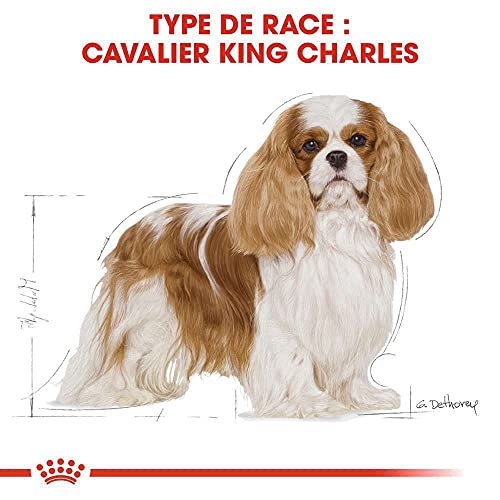 Royal Canin Cavalier King Charles Adult | 1,5 kg | Trockenfutter für Hunde | Kann die natürlichen Abwehrkräfte und Herzgesundheit unterstützen | Könnte Verdauung fördern