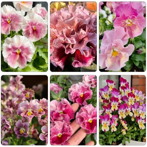 violeta cornuda - Viola cornuta semillas de cortadas semillas de jardín silvestres balcón jardín interior perennes resistentes para pleno sol primavera 450pcs