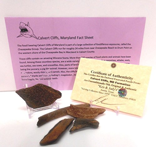 Genuine Calvert Cliffs,MD USA Porpoise,Whale,Shark & More Large Size Fossils with Free Display Stand, Fact Sheet & COA Bundle.