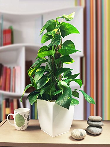 Easy Plants 1 Evergreen Golden Pothos Devil's Ivy House Office Plant Gloss White Milano Pot