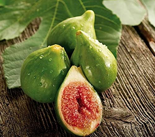 Fico pianta da frutta innestata di 2/3 anni in vaso ø19 Made in Italy Vivaio di Castelletto