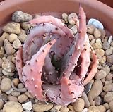 Aloe Aculeata v. Crousiana Exotic Succulent Rare Agave Hardy Plant Seed 50 Seeds, Succulent, Cactus, (TJ) for Gardening and Planting