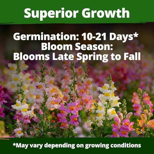 Image of HOME GROWN Snapdragon Fairy Seeds - 10000 Snapdragon Seeds for Spring Planting 2026, Dwarf Plants, Long Blooming Flower Seed for Garden Beds, Pollinator Friendly (Antirrhinum Majus)