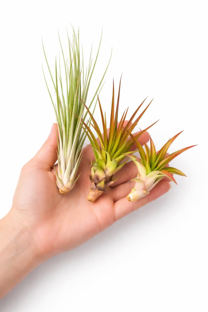 Lot de 20 Tillandsias (5 Variétés x4) – Plantes Aériennes 5–22 cm – Entretien Facile sans Terre – Broméliacées – Plantes Décoratives pour Maison, Terrarium, Bureau & Cadeau – Emballage Sans Plastique