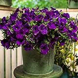 100 Violet Petunia Seeds Easy to Grow Hanging Basket Flower for Planting Garden Home Garden Balcony Purple Flowers Seeds