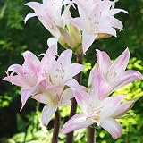 国華園 夏植え球根 ホンアマリリス (ベラドンナリリー) 桃花 1球 / 花の少ない夏から秋に咲く 花壇や鉢植えや切花に 26年秋商品