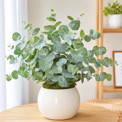 Silver Eucalyptus Live Plant Eucalyptus Plant Live Fragrant Foliage Cold Hardy 5-7 Inches in Height for Indoor Outdoor Growing