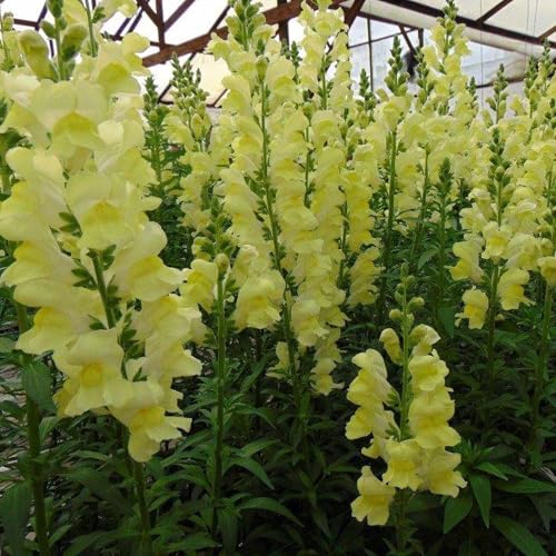 Rocket Series Snapdragon Lemon ~50 Seeds—Antirrhinum majus—115-121 Days—30-36' Upright Spikes—AAS Winner—Mixed Colors – Cut Flower Favorite—Full Sun—Annual—Heirloom Quality