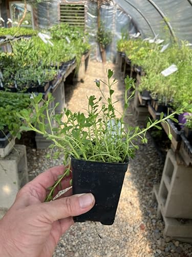 Bacopa monnieri Water Hyssop Brahmi Live Plant - 2.5 inch Pot