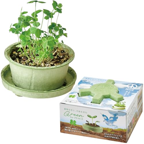聖新陶芸 通年 家庭菜園 栽培キット 「 グリーン フォーピース 」 四つ葉のクローバー ミニ 簡単 ゆったり育てる 花 栽培セット (自由研究) 母の日 誕生日 プレゼント 鉢の径 約12cm 日本製 GD-103601のサムネイル