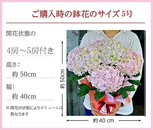 Amazon.co.jp: ハッピーガーデン 母の日ギフト 花 鉢植え あじさい