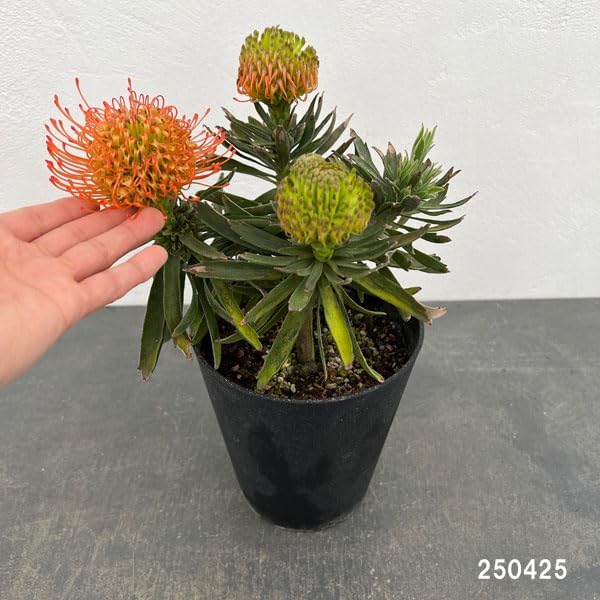 ダイオウショウ松◇南国ドライガーデン多肉サボテン アガベ ヤシ