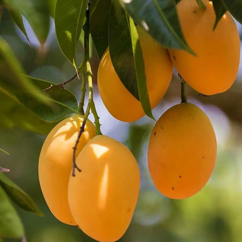 Mphmi Seedless Plant Fruit Plants Grafted Alphonso Mango, Hapus Mango -Plant (B0CVVPTWCH) Amazon Price History, Amazon Price Tracker