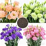 300+ Lisianthus Flower Seeds for Planting, Mixed Color Annual Lisianthus Seeds, Non-GMO Thornless Lisianthus Flowers Seed for Home Garden Outdoor
