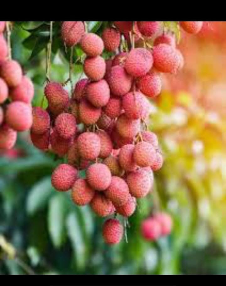 SANJU "Grafted Hybrid Live Super Yielding Early Fruting Seedless Litchi Fruit Plant