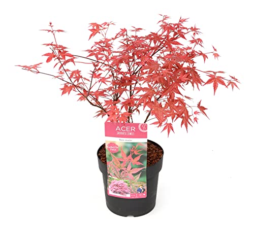 Plant in a Box - Acer palmatum 'Beni Maiko' - Arce japonés resistente al invierno - Maceta 19cm - Altura 60-70cm