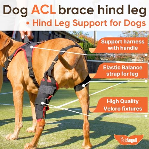 Image of Dog Knee Brace with Harness - Premium Support for Torn ACL, Hind Leg Injuries, Luxating Patella, Arthritis & Cruciate Ligament Care, Dog Leg Brace Back Leg - Right Med