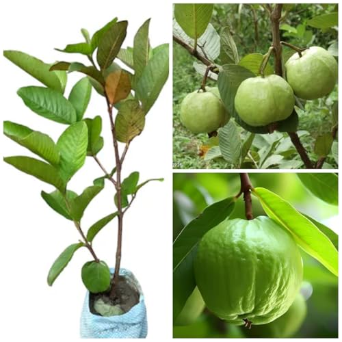 Image of Guava Shweta Amrud Delicious Guava Plant - Pack of One,CF SG32