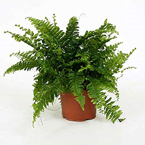 1 Boston Helecho Nephrolepis Green Lady House planta de oficina e...