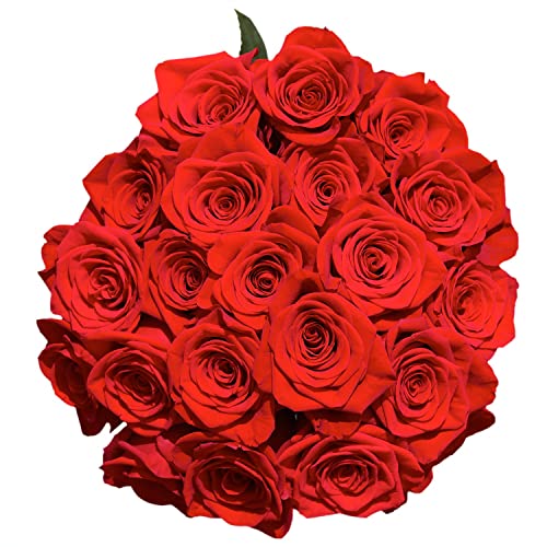 Red Roses- Beautiful Gift- 100 Fresh Flowers #TOP1