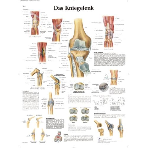 3B Scientific Lehrtafel - Das Kniegelenk