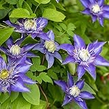 30 piezas Clematis Semillas perennes - Semillas de flores Regalo Regalos de jardín para mujeres, Bonsai Seeds Flower Decor Bee Friendly Flower Seeds Bonsai