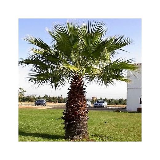 Las semillas de palmito California (Washingtonia filifera) + 10 Semillas