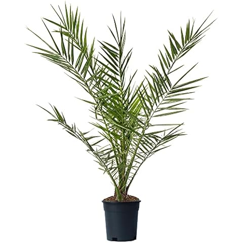Canary Island Date Palm - Hardy Evergreen Plant Cover