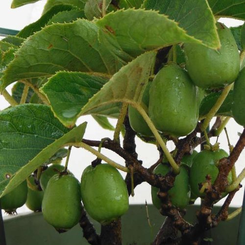 シマサルナシご確認用 Amazon.co.jp: サルナシ（コクワ）大実サルナシ3.5～4号ポット