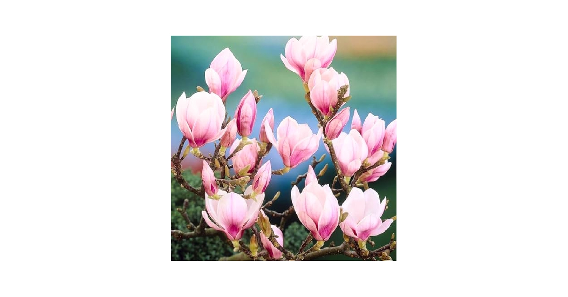 Amazon.com : 2 Saucer Magnolia Plants Live, Magnolia Tree