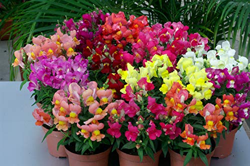 Seeds Flowers Snapdragon Dwarf Mix Annual - 700 Seeds