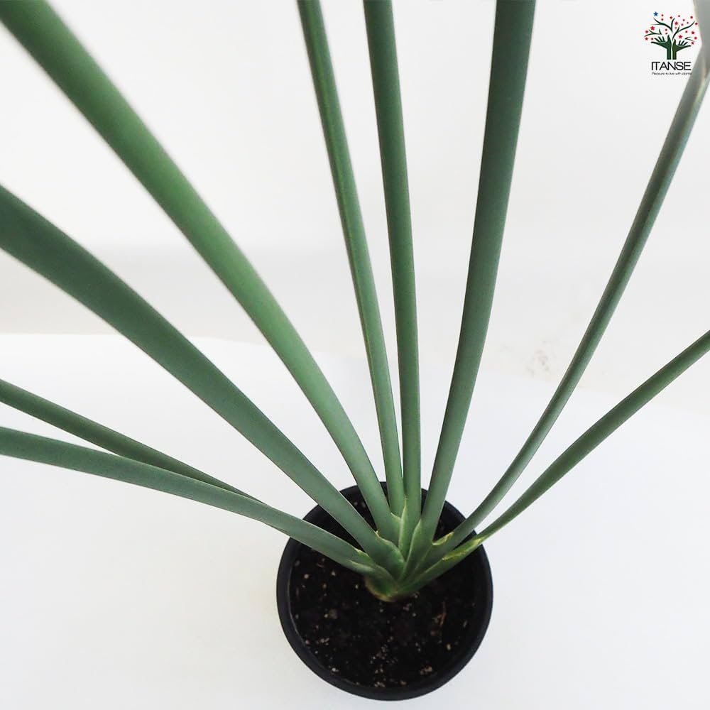 現物「ストレリチア・ユンケア」７号110ｃｍ　Strelitzia juncea 現物「ストレリチア・ユンケア」7号110cm Strelitzia juncea