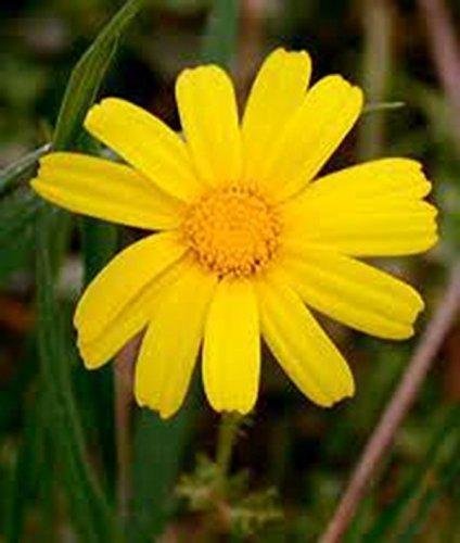 Germinazione dei Semi: Crisantemo Garland, 100 Semi, Cibo Biologico, Appena Raccolto, Golden