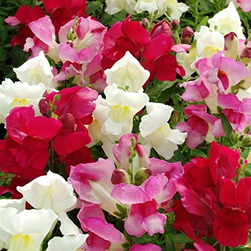 Dwarf Snapdragon Seed Mix 1000+ Seeds For Planting Indoors And Outdoors Low Height Dragon Flowers Dog's Mouth Lion's Mouth Toad's Mouth Antirrhinum #TOP2