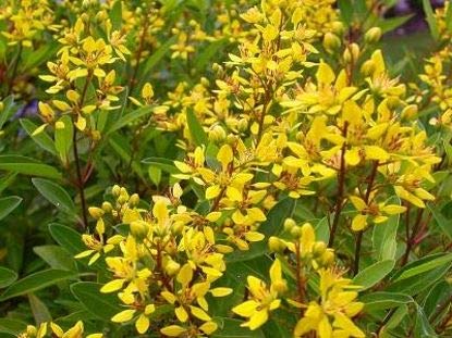 Green Paradise Galphemia Gracilis Beautiful full Year Yellow Flowering Live Plant (B08F515PBJ) Amazon Price History, Amazon Price Tracker