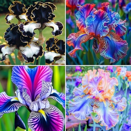 VCUYHKMB Otoño Iris Rizoma - Conjunto de Bulbos de iris versicolor para Plantación en Temporada Fría, Floración Vibrante