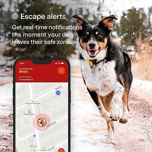 Fi Series 3 Smart Dog Collar - Gps Dog Tracker And Activity & Fitness Monitor, Waterproof, Led Light, Escape Alerts, Nationwide Coverage [6 Month Membership] (Medium, Blue) #TOP2