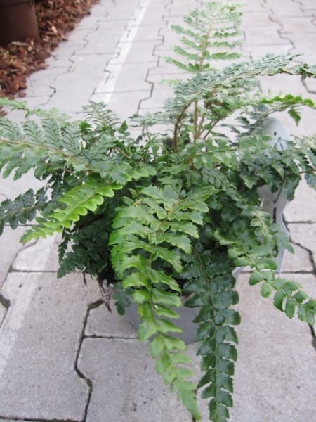 Polystichum polyblepharum - Japanischer Schildfarn 30-40