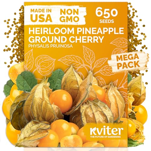 KVITER 650 Aunt Molly Ground Cherry Seeds for Planting (Physalis pruinosa) Non GMO & Heirloom Pineapple Ground Husk Cherry Tomatoes Fruit Seeds Tropical Flavor Berries