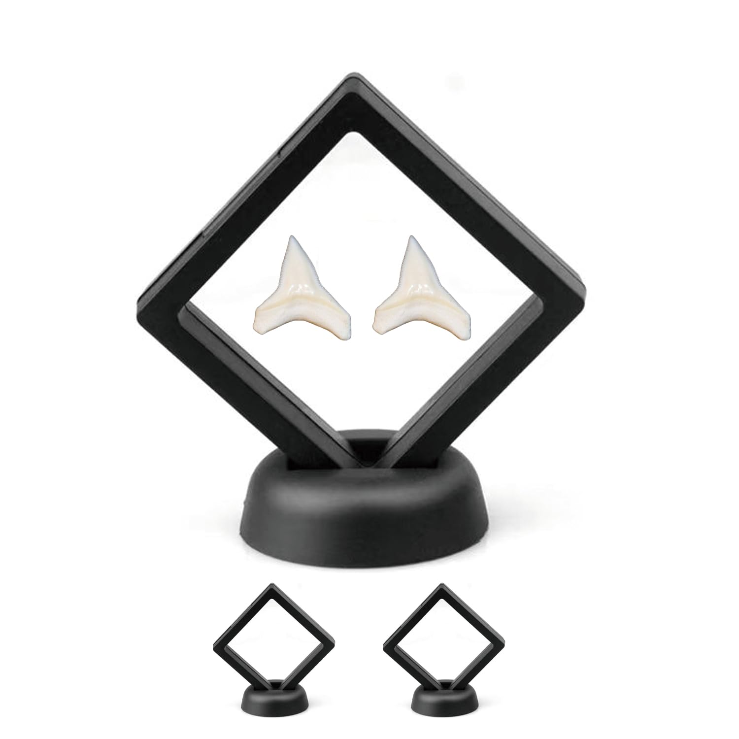 2-Pack Shark Tooth Holder | Sealed Display Case for Shark Teeth | Dust-Proof & Oxidation-Resistant 3D Floating Display Box | Shark Tooth Display Case