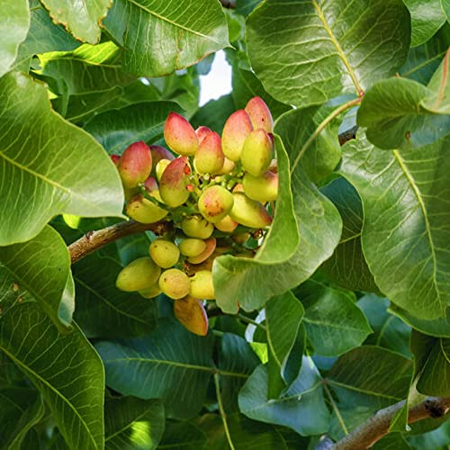 Chuxay Garden 5 Seeds Pistacia Vera,Pistachio,Fustuq,Green Almond Small Deciduous Tree Fruit Tree Edible Nuts Easy Grow #TOP2