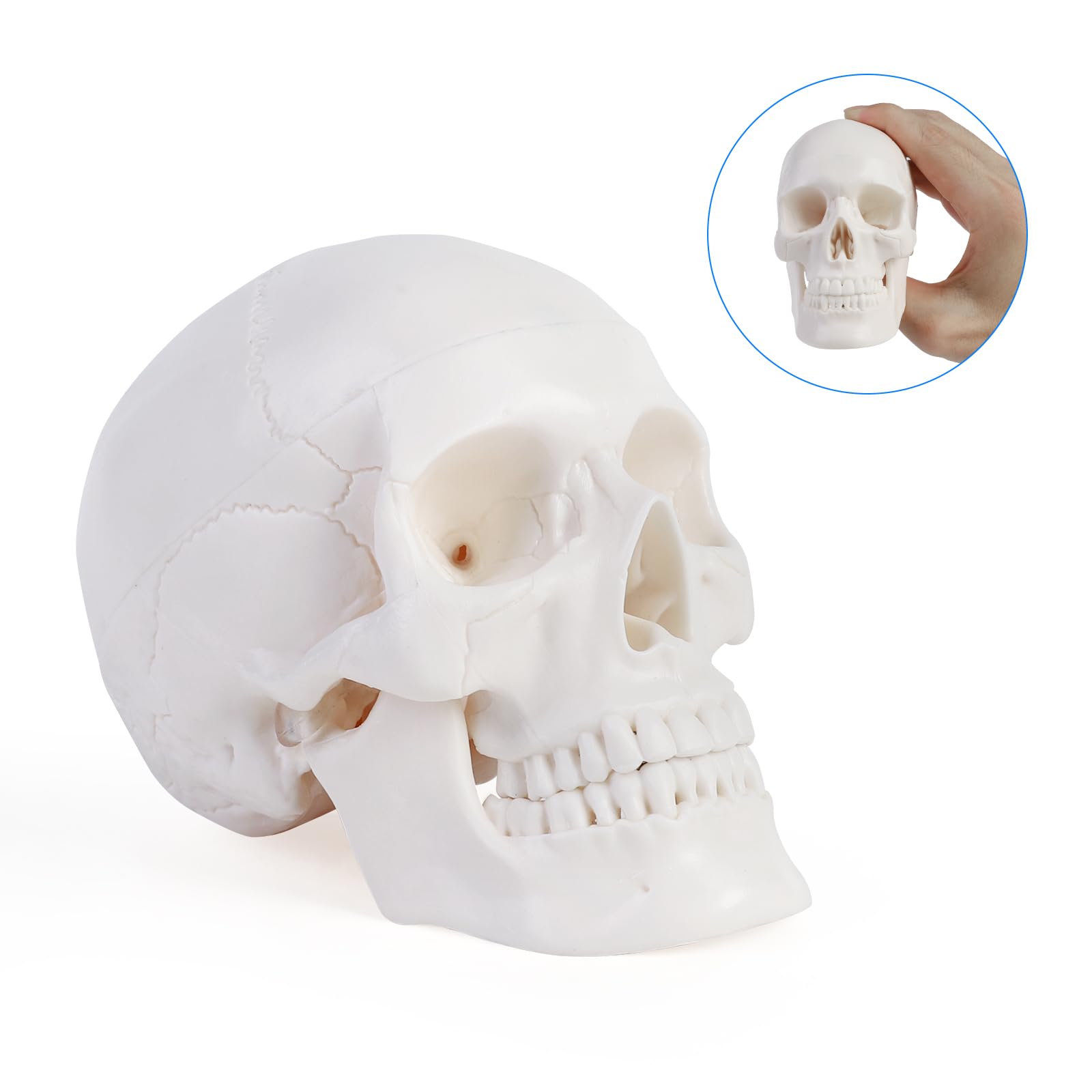 ERWEY Mini crâne modèle de squelette pour l'enseignement de l'anatomie, modèle squelette d'un crâne humain avec mâchoire mordable, blanc