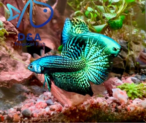 D&A Tropical Live Fish-1 Male Wild Betta Alien...