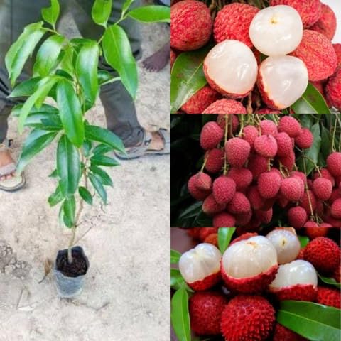 Thai Lychee Hybrid Live Grafted Sweet Fruit Plant for Outdoor Garden Pack of 1